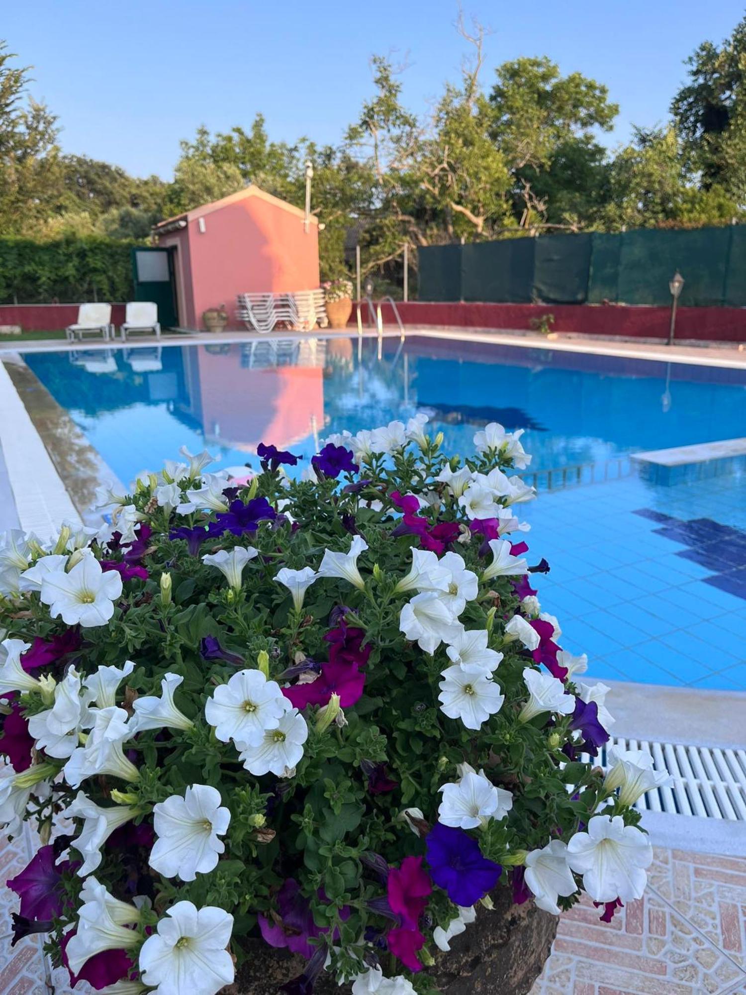 Gregory-Vassilis Apartments Dasziá Kültér fotó